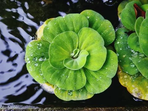 High Angle View of Green Plants in Small Pond with Water Droplets on Leaves Stock Photos