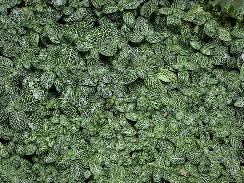 High Angle View of Green Plants with Small Patterned Leaves Stock Photos