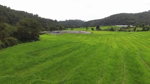High angle view of green rice field natural landscape. aerial photography of Stock Footage 256737139