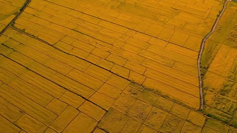 High angle view of green ripe rice field natural landscape. aerial photogra.. Stock Footage 256733989