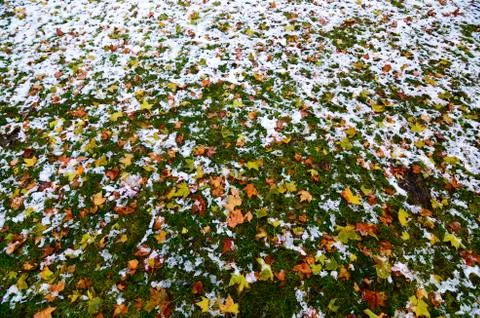 High angle of view on ground covered with snow and yellow leaves Stock Photos