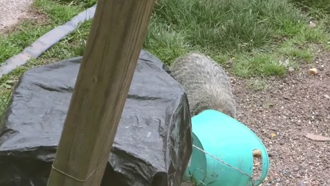 A High Angle View of a Groundhog Eating Stock Footage 157396544