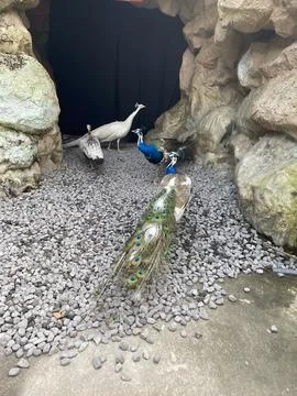 High-angle view of a group of diverse peacocks, white and pied varieties 库存照片