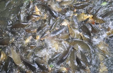High angle view of group of fish gathering together for food in the lake  Stock Photos