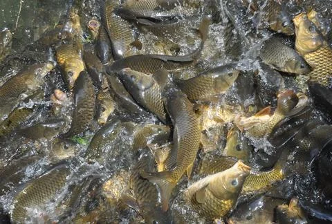 High angle view of group of fish gathering together for food in the lake  Stock Photos