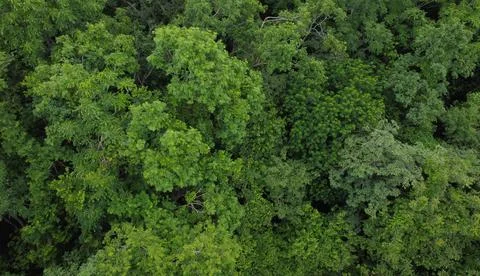 High angle view of a group of growing green trees in the environment Stock-Fotos