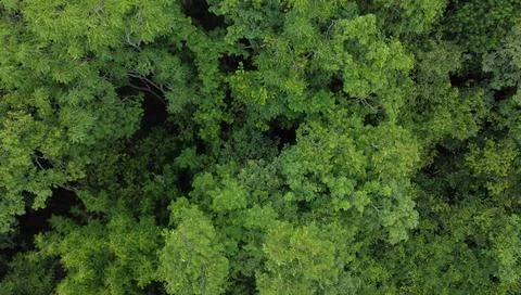 High angle view of a group of growing green trees in the environment Stock Photos