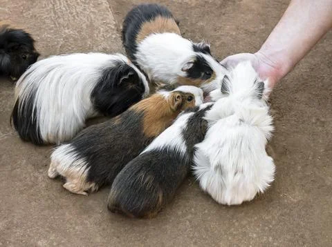 High angle view of a group of guinea pigs feeding Stock Photos