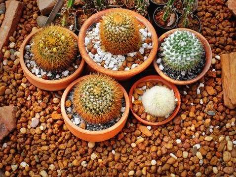 High Angle View of Group of Succulent Plants in Small Pots Stock Photos