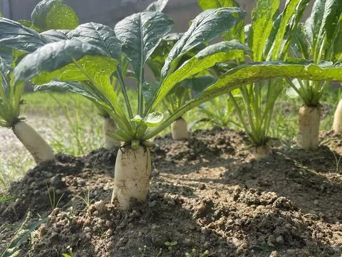High Angle View Of Growing Daikon White Radish Roots In Row Stock Photos