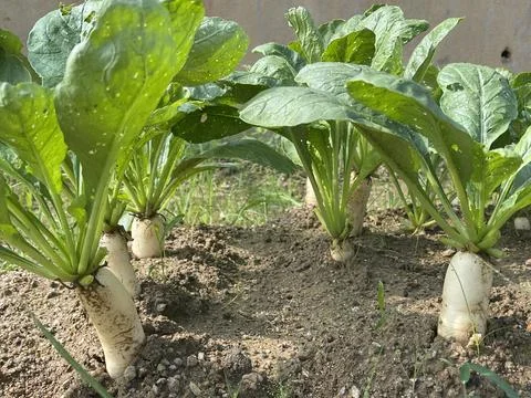 High Angle View Of Growing White Daikon Radish Roots In Garden Soil Stock Photos