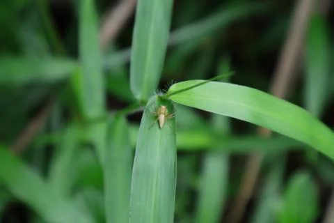 High angle view of a hairy tiny spider on a grass leaf Foto stock