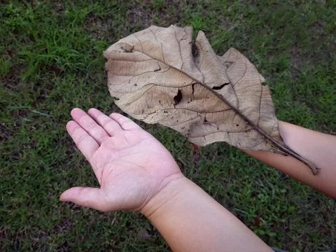 High Angle View of Hand and Dry Leaf Foto stock