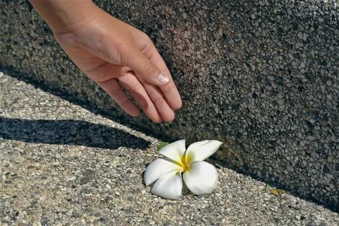 High Angle View of A Hand Picking White Frangipani Flower on the Floor Stock Photos