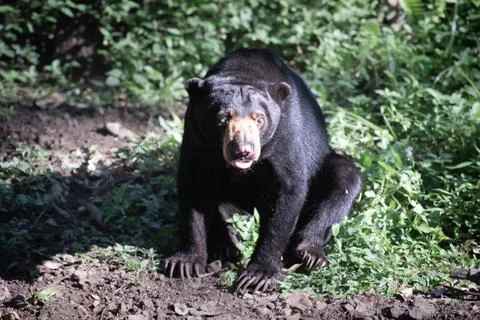 High angle view of Helarctos malayanus, also known as the sun bear Stock Photos