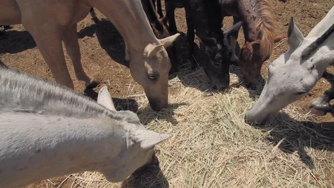 High angle view of herd of horses eating hay from the floor. Stock Footage 128917996