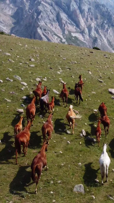 High angle view of a herd of horses running on a rocky green slope against peaks Видео 336693250