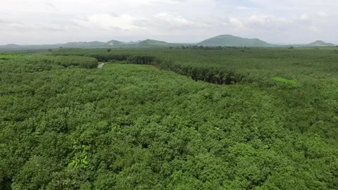 High Angle View of Hevea Brasiliensis Rubber Plantation in Surat Thani Stock Footage 296523144