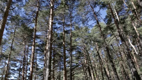 High angle view of a high trees wood Stock Footage 115915376