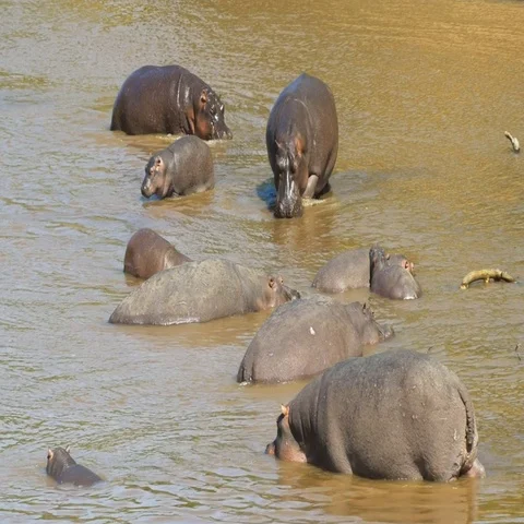 High angle view of a hippo herd in a river in masai mara, kenya Stock Footage 69321875