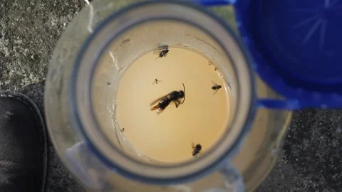 High angle view of a homemade wasp trap made with a plastic bottle containin Video stock 346922922