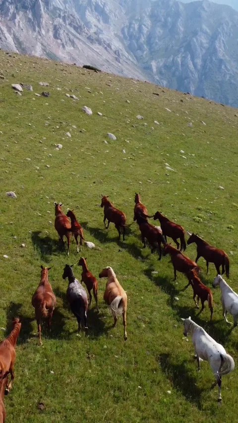 High angle view of a horse herd running freely on a green mountain pasture Stock Footage 336693237