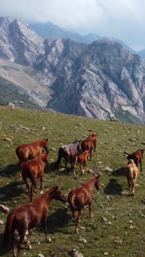 High angle view of a horse herd with young foals running on a steep rocky hills Stock Footage 336693274