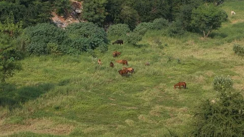 High-angle-view-horses-grazing-grass Video stock 96058911