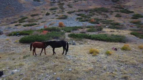 High angle view of horses grazing on rocky mountain slope with autumn shrubs 库存影片 334326137