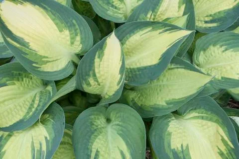 High-angle view of hosta plant leaves in a full-frame image Stock Photos