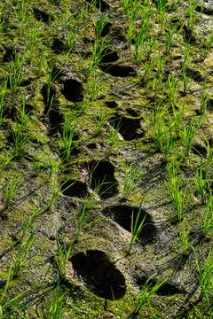 High angle view of human footprints pressed into wet muddy soil Stock Photos