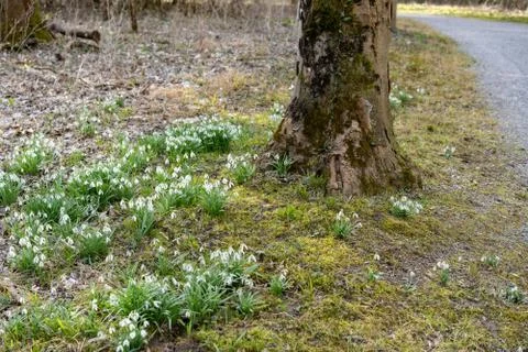High angle view of illuminated forest floor with white snowdrops and tree tru Stock Photos