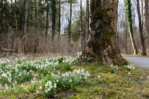 High angle view of illuminated forest floor with white snowdrops and tree tru Stock Photos
