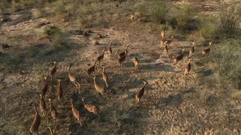 High angle view of Impala antelope herd on arid land at golden hour Stock Footage 345330037