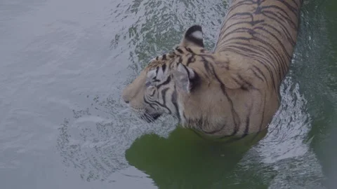 High Angle View of Indochinese Tiger Walking in Shallow Water, 4K Wildlife Film Stock Footage 335567534