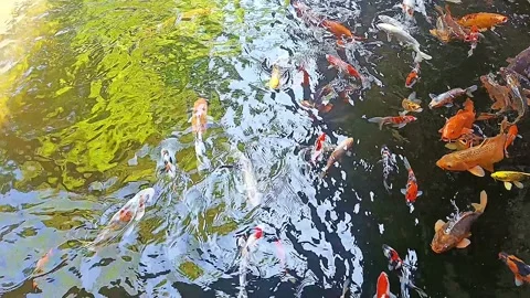 High angle view of koi fish carp in pond with clean and clear water 스톡 동영상 315456248