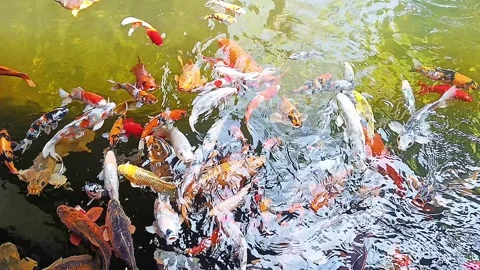 High angle view of koi fish carp in pond with clean and clear water Video stock 315456328
