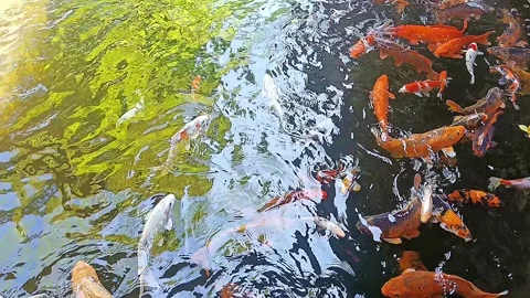 High angle view of koi fish carp in pond with clean and clear water Stock Footage 315456352