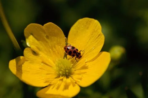 High angle view of a ladybug on a flower Stockfoto's