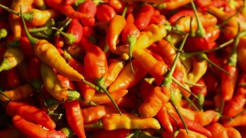 High angle view of large pile of red chilli Stock Photos