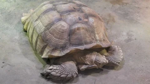 High Angle View of a Large Tortoise Resting Stock Footage 329441993