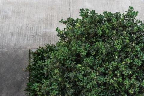 High angle view of leaves Stock Photos