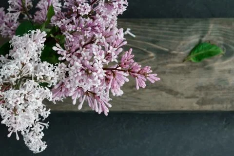 High angle view on a lilac flowers on a table Stock Photos