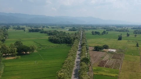 The high angle view  of  the line of threes  from a drone. Video stock 96600271
