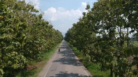 The high angle view  of  the line of threes  that follows  a running motorcycle. Video stock 96600413
