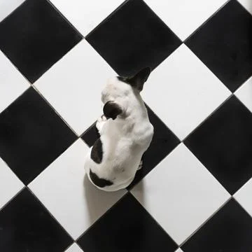 High angle view of a little cute black and white French bulldog sitting on .. Stock Photos