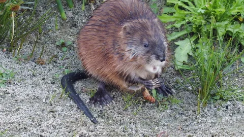 High angle view as little muskrat chews on shoreline plants in marsh Stock Footage 318063728
