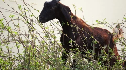 High angle view of livestock grazing in a lush green pasture in South Asia. Stockbeeldmateriaal 331056922