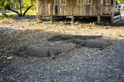 High angle view of lizard on ground Foto stock