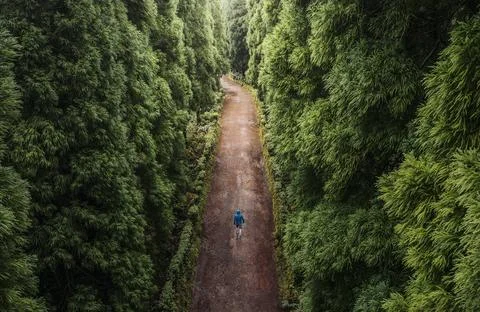 High angle view of a lonely man, walking throght the rainforest Stock Photos